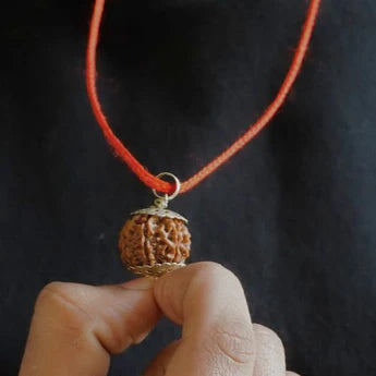 7 Mukhi Nepali Rudraksha - Saat Mukhi